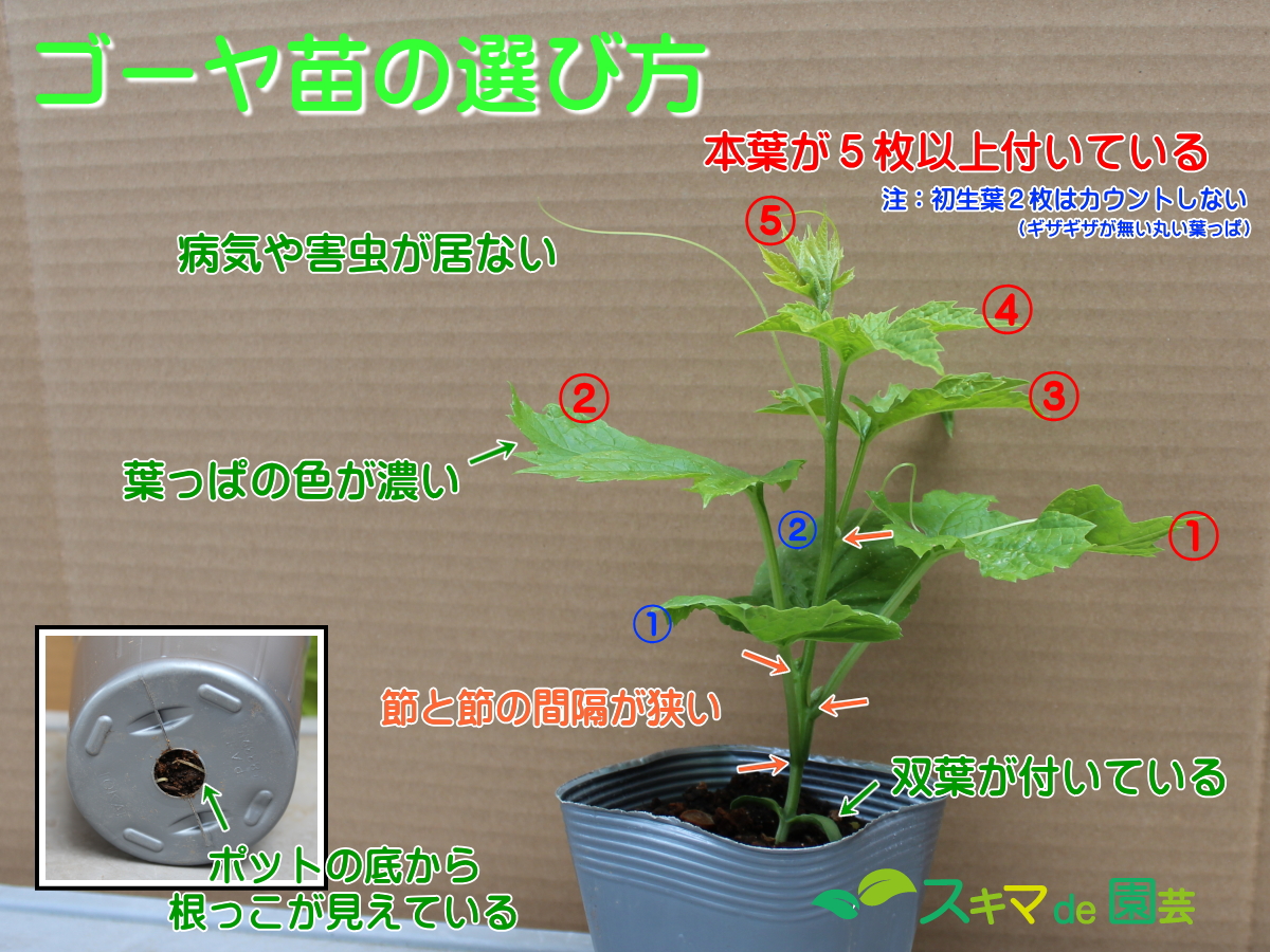 スキマでも簡単ゴーヤの栽培方法