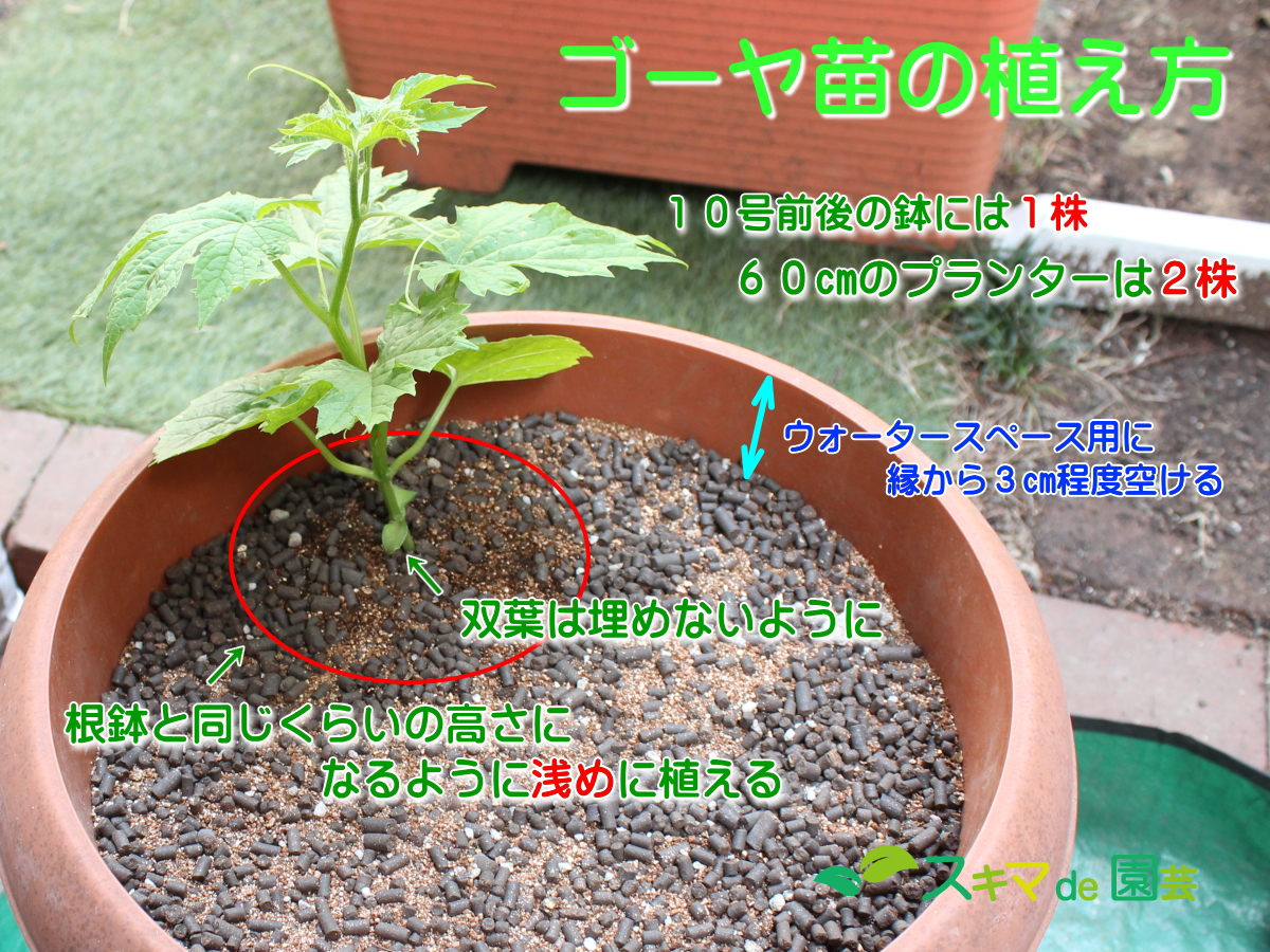 スキマでも簡単ゴーヤの栽培方法