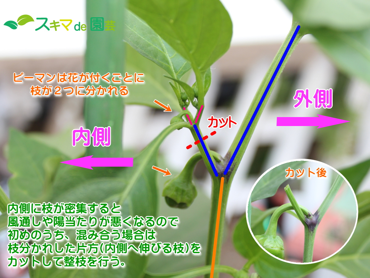 スキマでも簡単ピーマンの栽培方法