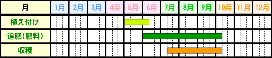 スキマでも簡単ゴーヤの栽培方法