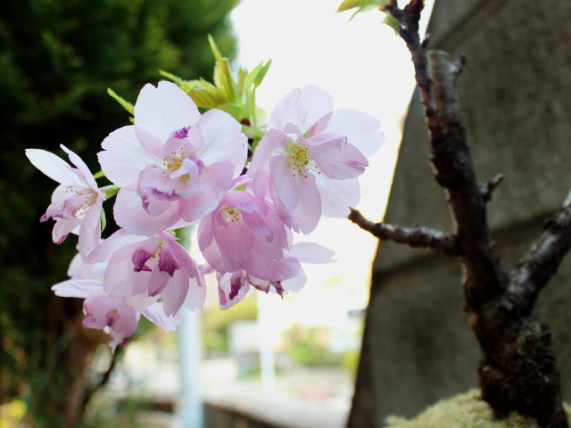 スキマでも簡単 桜盆栽 旭山 一才桜 の育て方